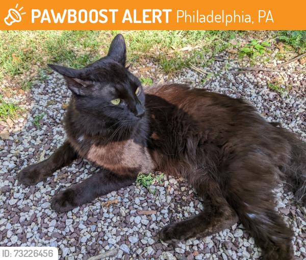 Found/Stray Male Cat last seen Near Greene St, Philadelphia, Philadelphia, PA 19144