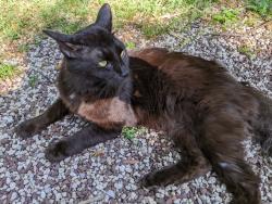 Found/Stray Male Cat last seen Near Greene St, Philadelphia, Philadelphia, PA 19144