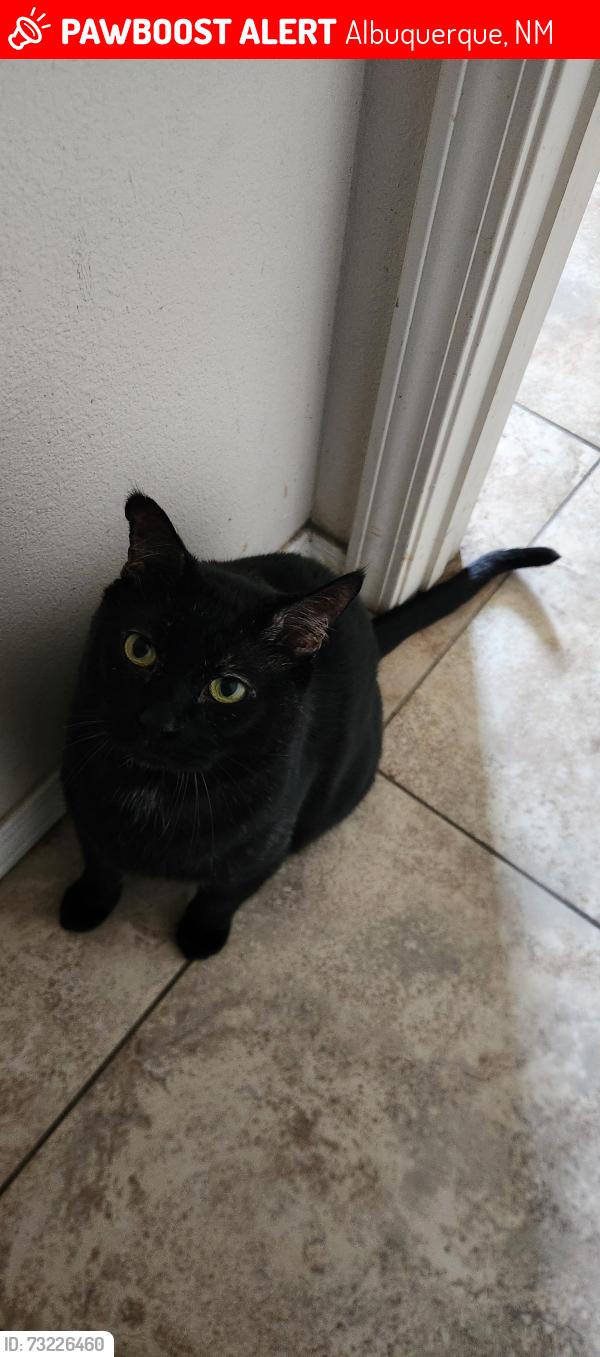 Lost Male Cat last seen ventanna ranch and universe, Albuquerque, NM 87114