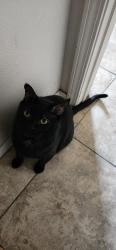 Lost Male Cat last seen ventanna ranch and universe, Albuquerque, NM 87114