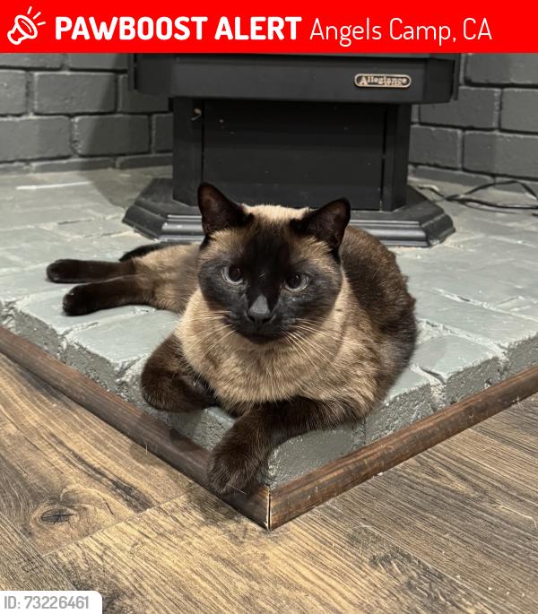 Lost Female Cat last seen Centennial Lane, Angels Camp, CA 95222