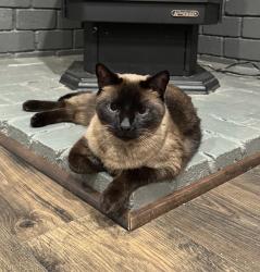 Lost Female Cat last seen Centennial Lane, Angels Camp, CA 95222