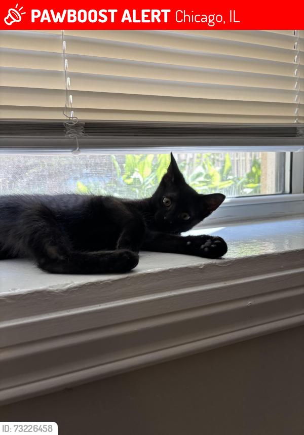 Lost Female Cat last seen St Helen’s Church, Chicago, IL 60622