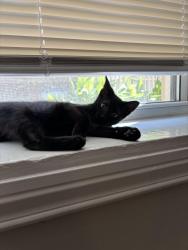 Lost Female Cat last seen St Helen’s Church, Chicago, IL 60622