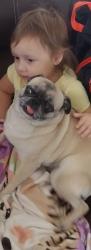 Reunited Female Dog last seen Rancho Drvive and Vegas Drive, Las Vegas, NV 89106