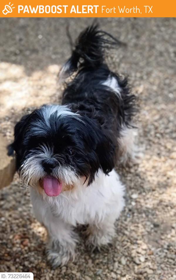 Found/Stray Female Dog last seen John T. White Rd. & Randol Mill Rd., Fort Worth, TX 75062