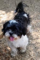 Found/Stray Female Dog last seen John T. White Rd. & Randol Mill Rd., Fort Worth, TX 75062