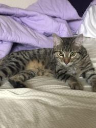 Reunited Unknown Cat last seen Shadow Oaks, Irvine, Ca., Irvine, CA 92618