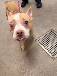 Shelter Stray Male Dog last seen Near carlyle, 2nd District, OH, 9203 Detroit Ave, Cleveland, OH 44102, USA