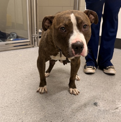 Shelter Stray Female Dog last seen E 86 & Kenmore, 5th District, OH, 9203 Detroit Ave, Cleveland, OH 44102, USA