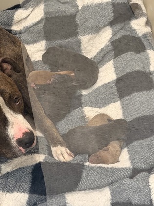 Shelter Stray Unknown Dog last seen E 86 & Kenmore, 5th District, OH, 9203 Detroit Ave, Cleveland, OH 44102, USA