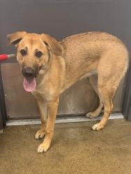 Shelter Stray Female Dog last seen Near E 42, 3rd District,, 9203 Detroit Ave, Cleveland, OH 44102, USA