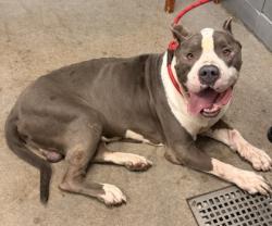 Shelter Stray Male Dog last seen E 112 & Nelson, 4th District, OH, 9203 Detroit Ave, Cleveland, OH 44102, USA