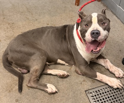 Shelter Stray Male Dog last seen E 112 & Nelson, 4th District, OH, 9203 Detroit Ave, Cleveland, OH 44102, USA