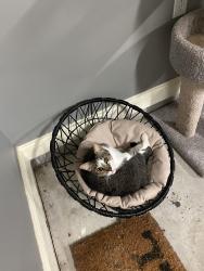 Lost Male Cat last seen Del Ray Subdivision, Benton, AR 72019