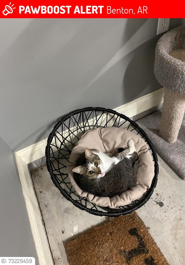 Lost Male Cat last seen Del Ray Subdivision, Benton, AR 72019