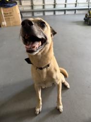 Reunited Male Dog last seen In front of wolk park, Lauderhill, FL 33313