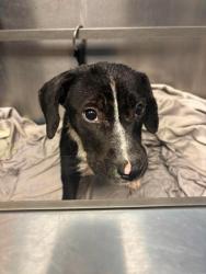 Shelter Stray Male Dog last seen Near Wild Springs Court Decatur, 30034, 30034, GA, 3280 Chamblee Dunwoody Rd, Chamblee, GA 30341, USA