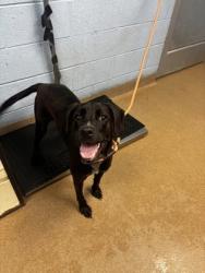 Shelter Stray Female Dog last seen Near Derrydown Way, Decatur, GA 30030, 30030, GA, 3280 Chamblee Dunwoody Rd, Chamblee, GA 30341, USA