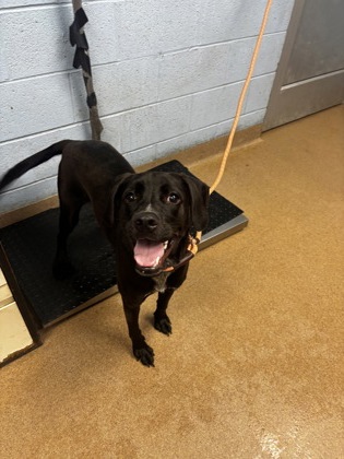 Shelter Stray Female Dog last seen Near Derrydown Way, Decatur, GA 30030, 30030, GA, 3280 Chamblee Dunwoody Rd, Chamblee, GA 30341, USA