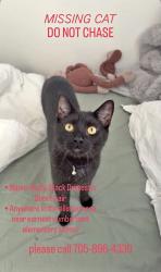 Lost Male Cat last seen Tupper St E & Church St, New Tecumseth, ON L9R 0H8