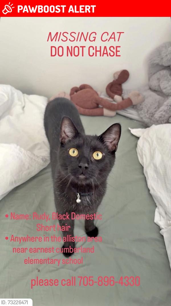 Lost Male Cat last seen Tupper St E & Church St, New Tecumseth, ON L9R 0H8