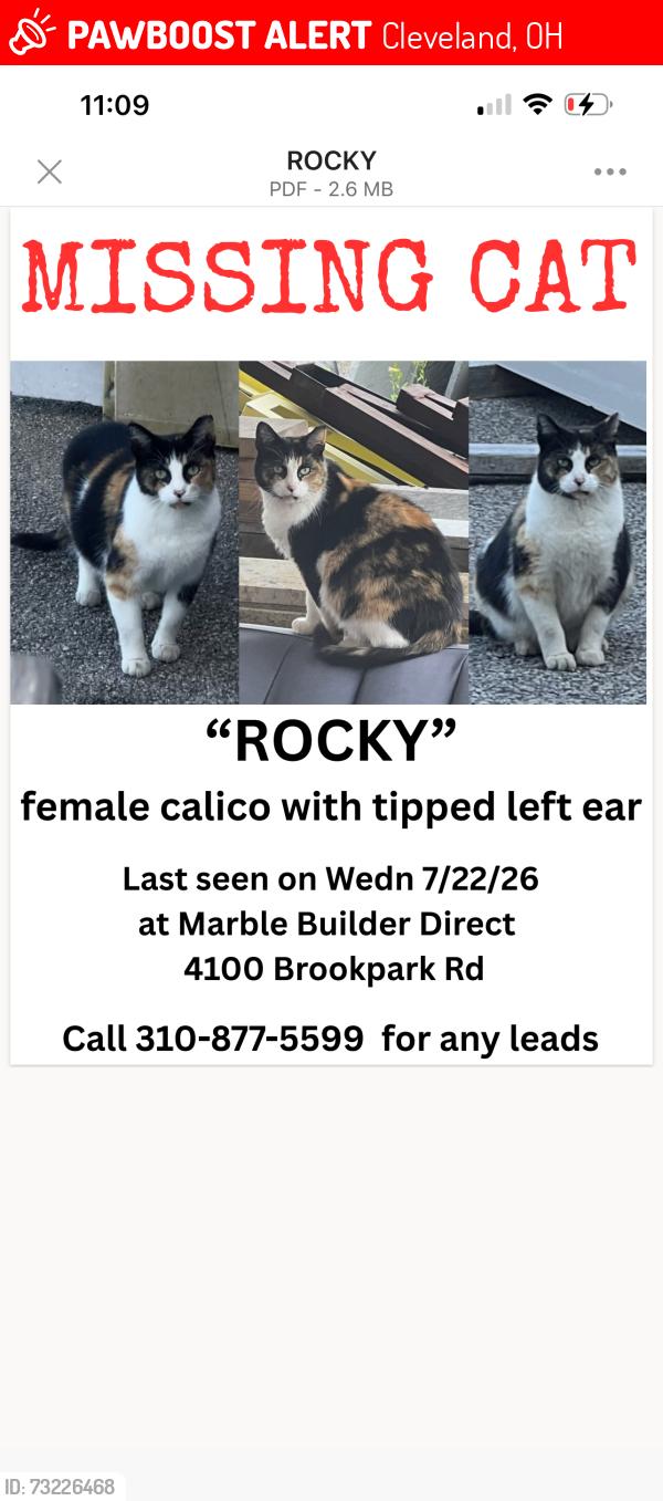 Lost Female Cat last seen Last seen at 4100 Brookpark Road, Cleveland, OH 44134