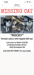 Lost Female Cat last seen Last seen at 4100 Brookpark Road, Cleveland, OH 44134