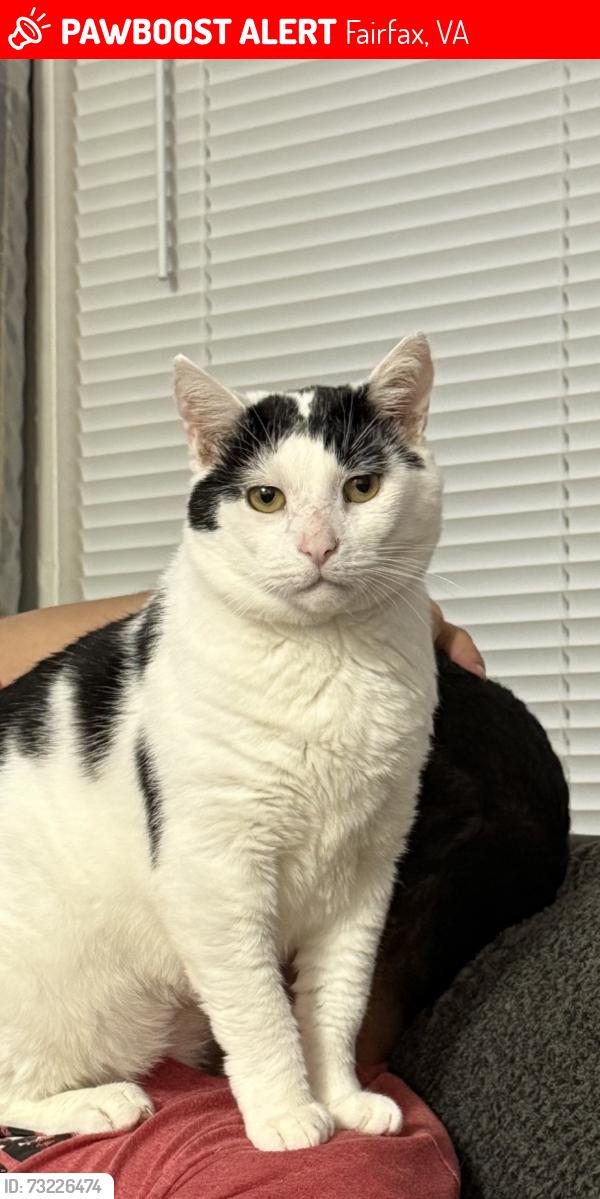 Lost Male Cat last seen Gallows rd, Fairfax, VA 22031