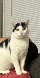 Lost Male Cat last seen Gallows rd, Fairfax, VA 22031