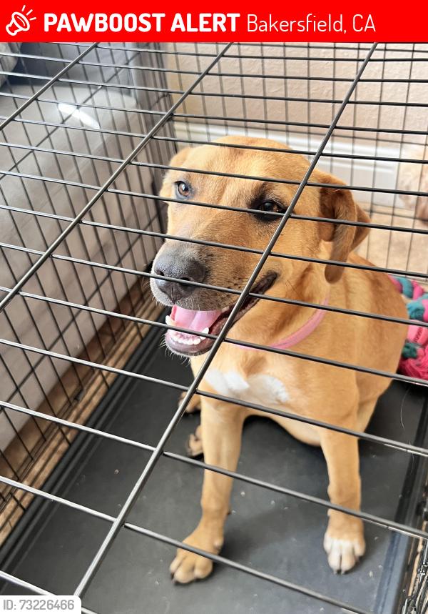 Lost Female Dog last seen Terrace Way, 93304, Bakersfield, CA 93304