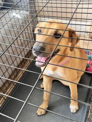 Lost Female Dog last seen Terrace Way, 93304, Bakersfield, CA 93304