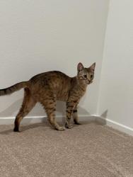 Lost Female Cat last seen Avignon Way, Bakersfield, CA 93306