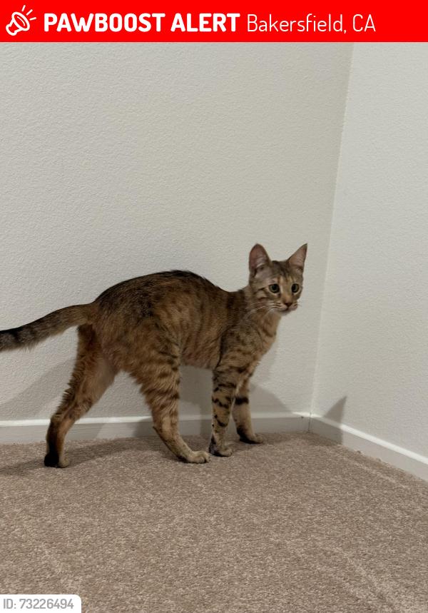 Lost Female Cat last seen Avignon Way, Bakersfield, CA 93306
