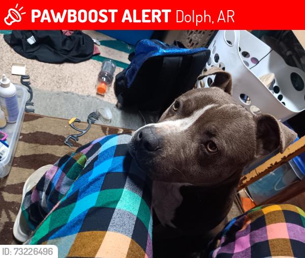 Lost Male Dog last seen gentry, Dolph, AR 72528