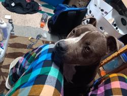 Lost Male Dog last seen gentry, Dolph, AR 72528
