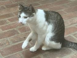 Found/Stray Male Cat last seen Cove Park area, Stamford, CT 06902
