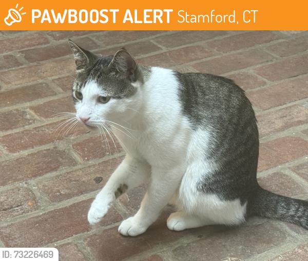 Found/Stray Male Cat last seen Cove Park area, Stamford, CT 06902