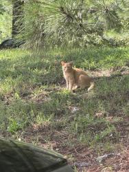 Found/Stray Unknown Cat last seen By the CVS, Richmond, VA 23234