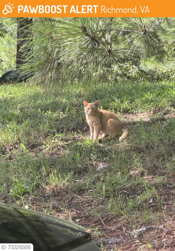 Found/Stray Unknown Cat last seen By the CVS, Richmond, VA 23234
