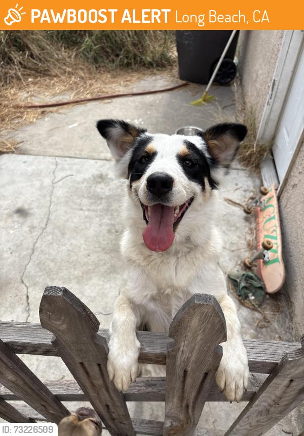 Found/Stray Female Dog last seen orange and harding, Long Beach, CA 90807