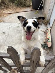 Found/Stray Female Dog last seen orange and harding, Long Beach, CA 90807