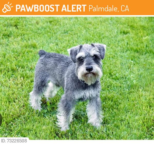 Found/Stray Unknown Dog last seen Vineyards Community, 25th St. East,27th St. East, Ave. Q-12, Palmdale Blvd., Palmdale, Palmdale, CA 93550
