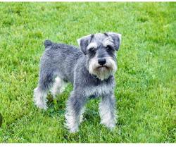 Found/Stray Unknown Dog last seen Vineyards Community, 25th St. East,27th St. East, Ave. Q-12, Palmdale Blvd., Palmdale, Palmdale, CA 93550