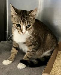 Shelter Stray Female Cat last seen Near W 1st Street, BROOKLYN, NY, 11223, 3139 Veterans Rd W, Staten Island, NY 10309, USA