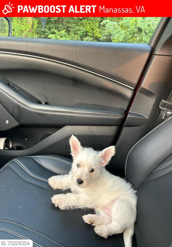 Lost Male Dog last seen River forest Dr. Manassas Va, Manassas, VA 20112