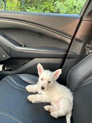 Lost Male Dog last seen River forest Dr. Manassas Va, Manassas, VA 20112