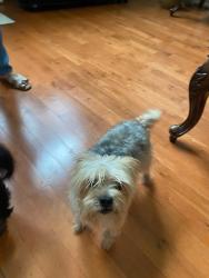 Found/Stray Male Dog last seen Spears and Walters by the CVS, Houston, TX 77067