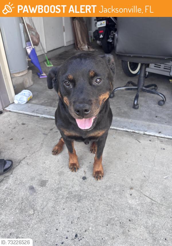 Found/Stray Male Dog last seen Eureka Gardens, Jacksonville, FL 32255