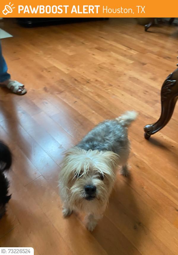 Found/Stray Male Dog last seen Spears and Walters by the CVS, Houston, TX 77067